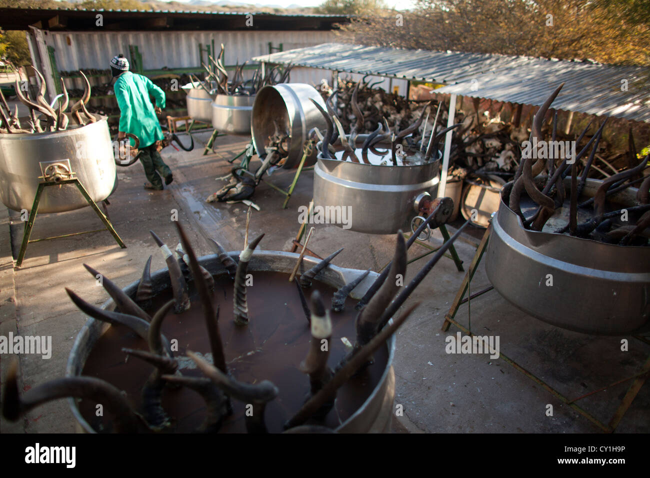 Präparatoren. Jäger aus den USA und Deutschland Wildtiere zu schießen und Dinge, die es als Trophäe Präparatoren-Workshop in Namibia. Stockfoto
