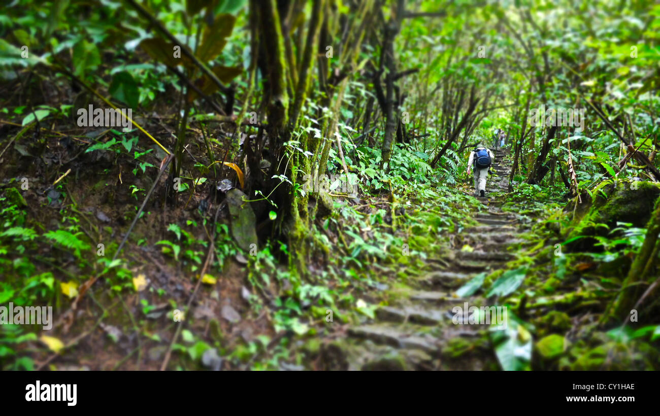 Ein Mann Wanderungen auf einem Dschungelpfad. Stockfoto