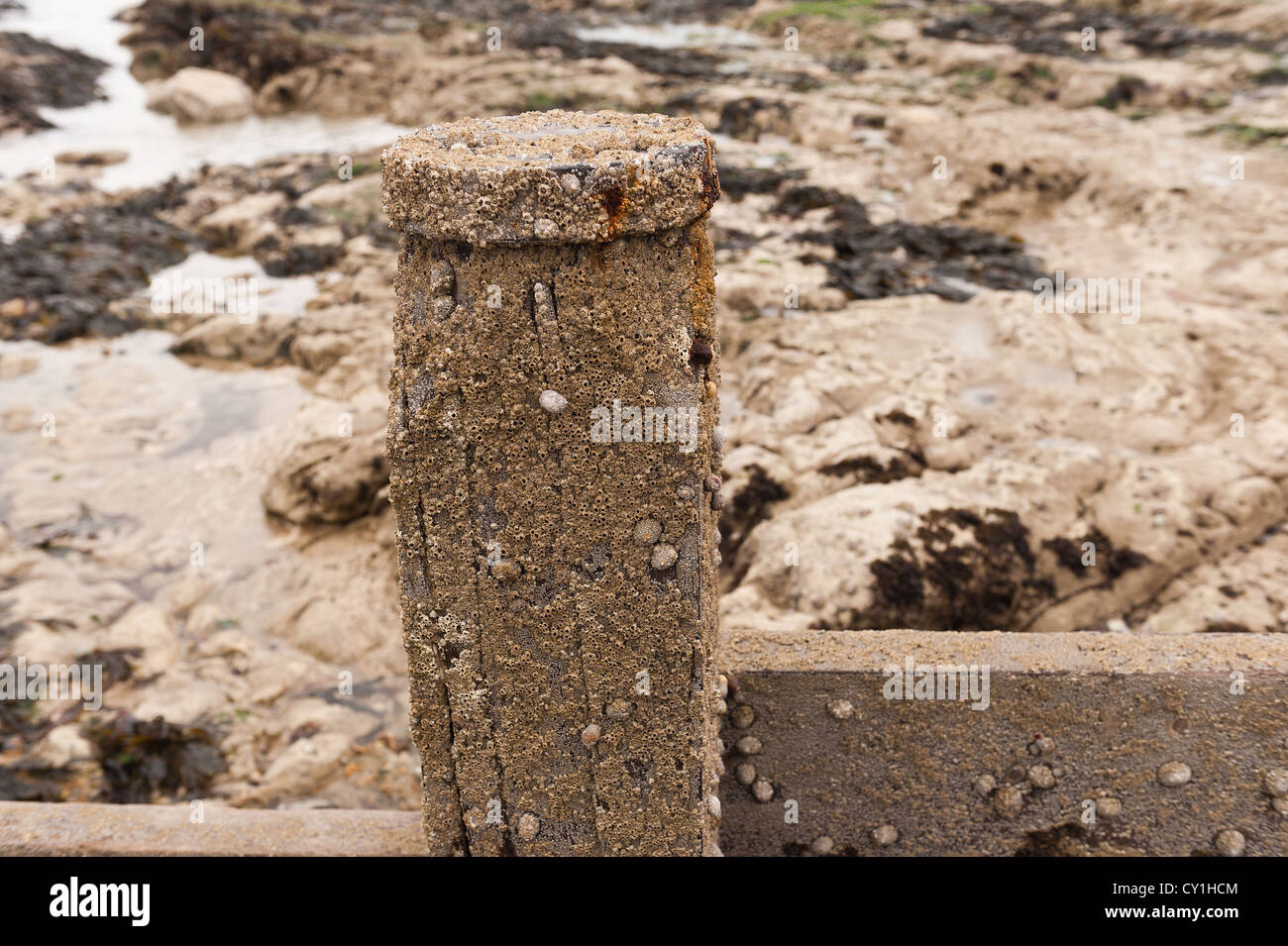 Buhne an Sandstraenden Lattenrost Holzbau zwischen Pfosten bedeckt im Sealife Seepocken Sediment Bewegung begrenzt ausgesetzt Stockfoto