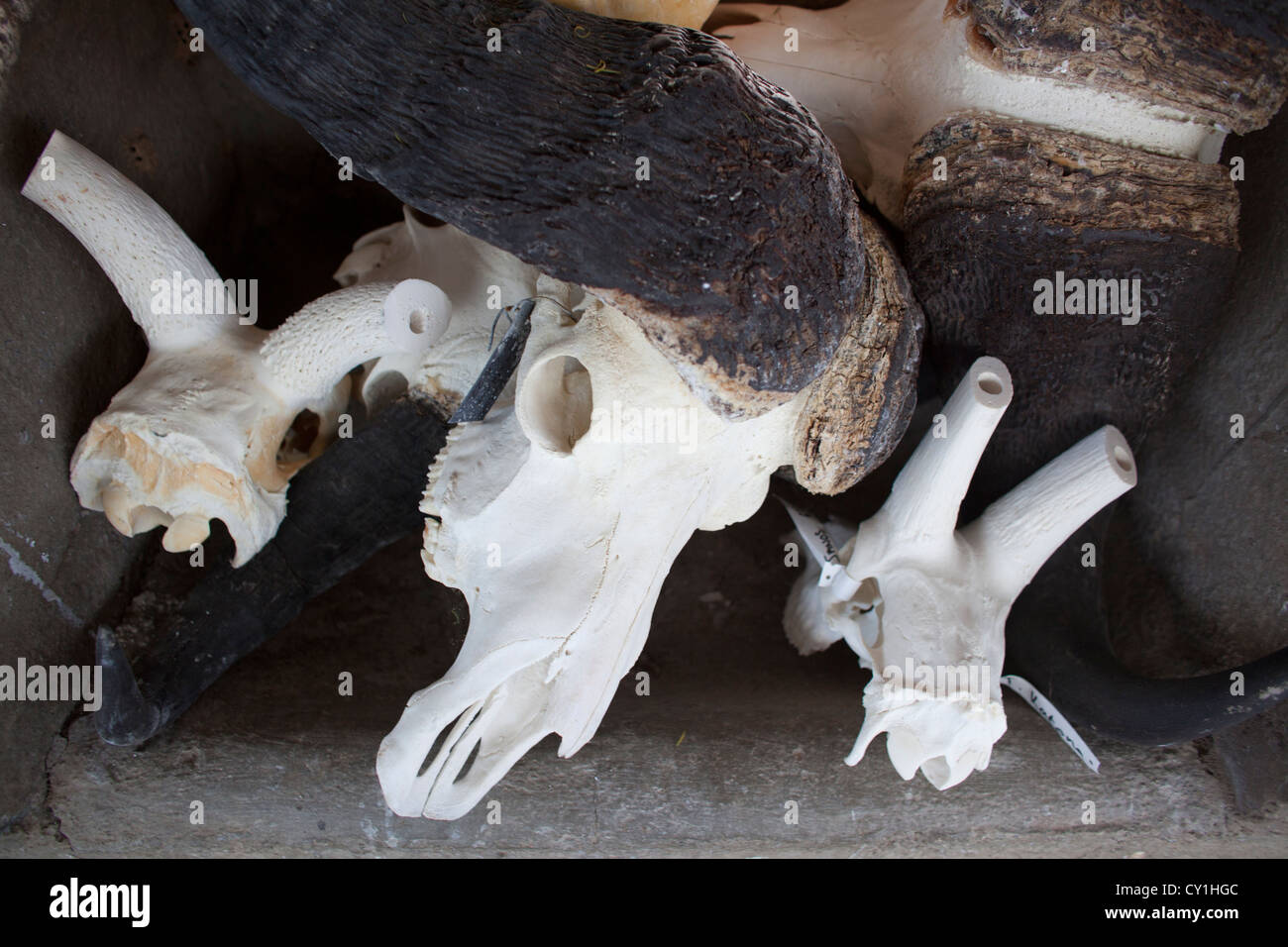 Präparatoren. Jäger aus den USA und Deutschland Wildtiere zu schießen und Dinge, die es als Trophäe Präparatoren-Workshop in Namibia. Stockfoto