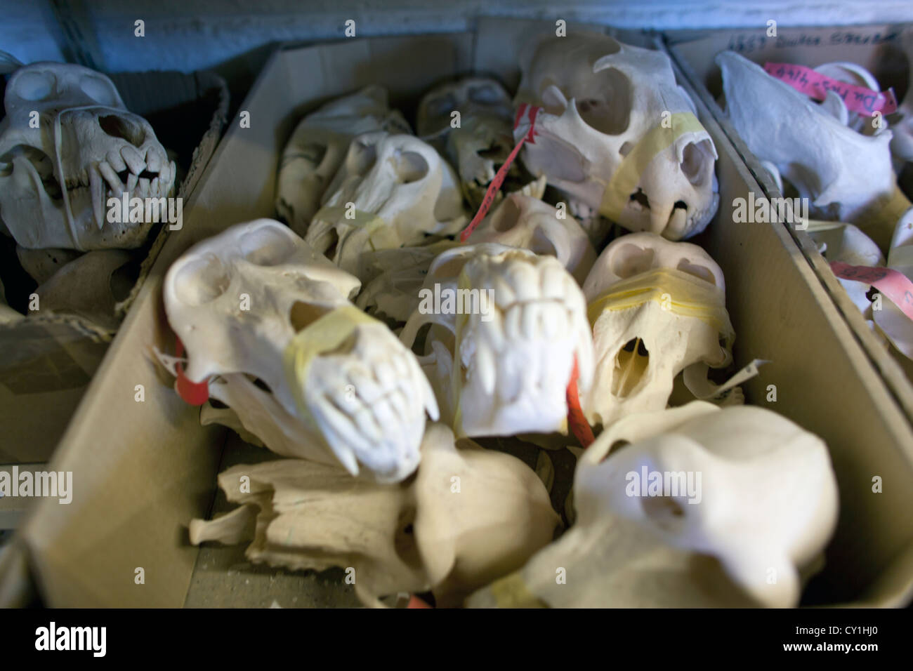Präparatoren. Jäger aus den USA und Deutschland Wildtiere zu schießen und Dinge, die es als Trophäe Präparatoren-Workshop in Namibia. Stockfoto