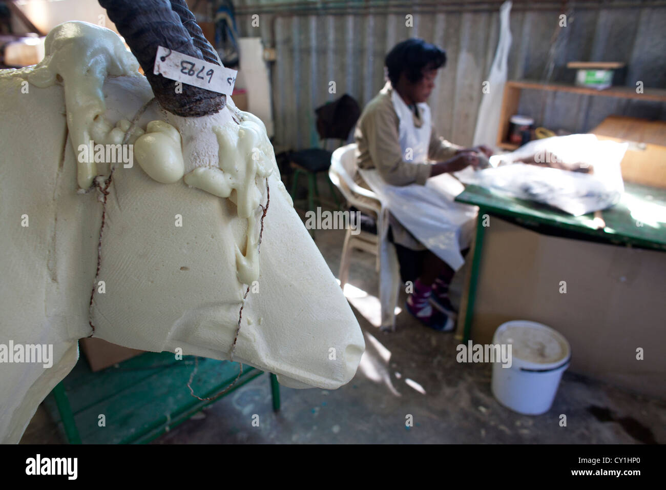 Präparatoren. Jäger aus den USA und Deutschland Wildtiere zu schießen und Dinge, die es als Trophäe Präparatoren-Workshop in Namibia. Stockfoto