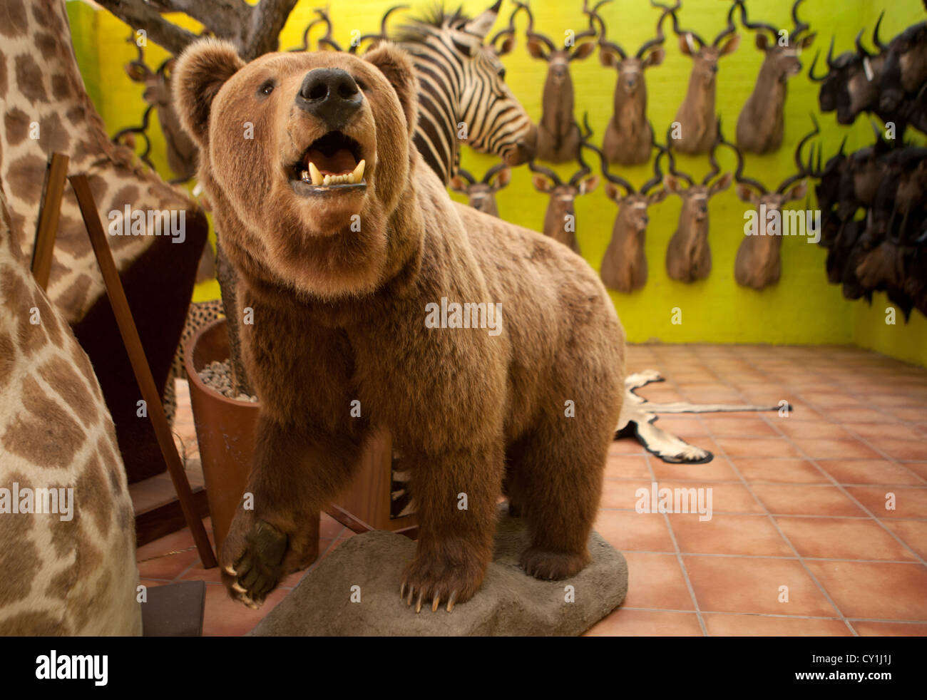 Präparatoren. Jäger aus den USA und Deutschland Wildtiere zu schießen und Dinge, die es als Trophäe Präparatoren-Workshop in Namibia. Stockfoto