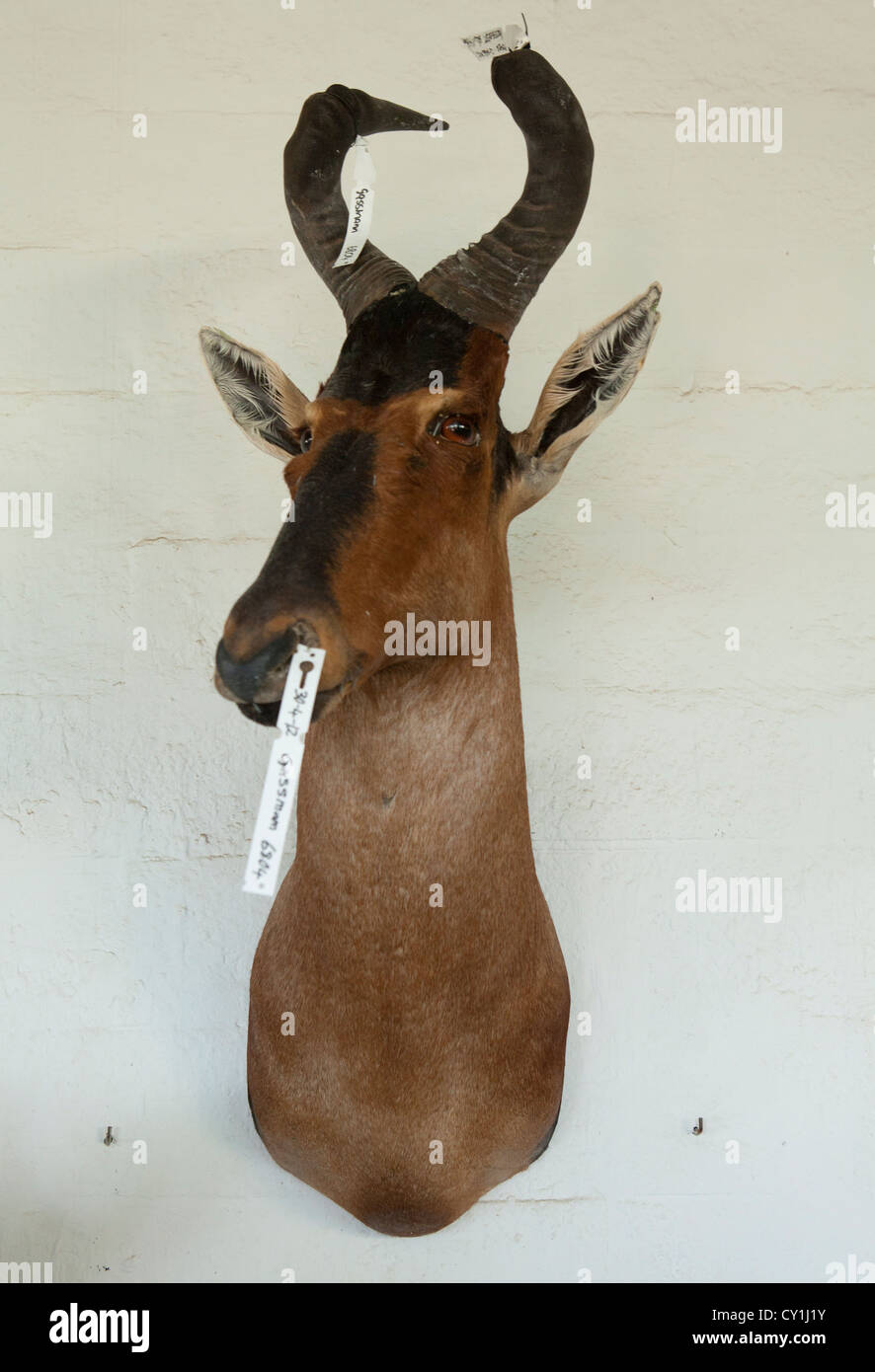 Präparatoren. Jäger aus den USA und Deutschland Wildtiere zu schießen und Dinge, die es als Trophäe Präparatoren-Workshop in Namibia. Stockfoto