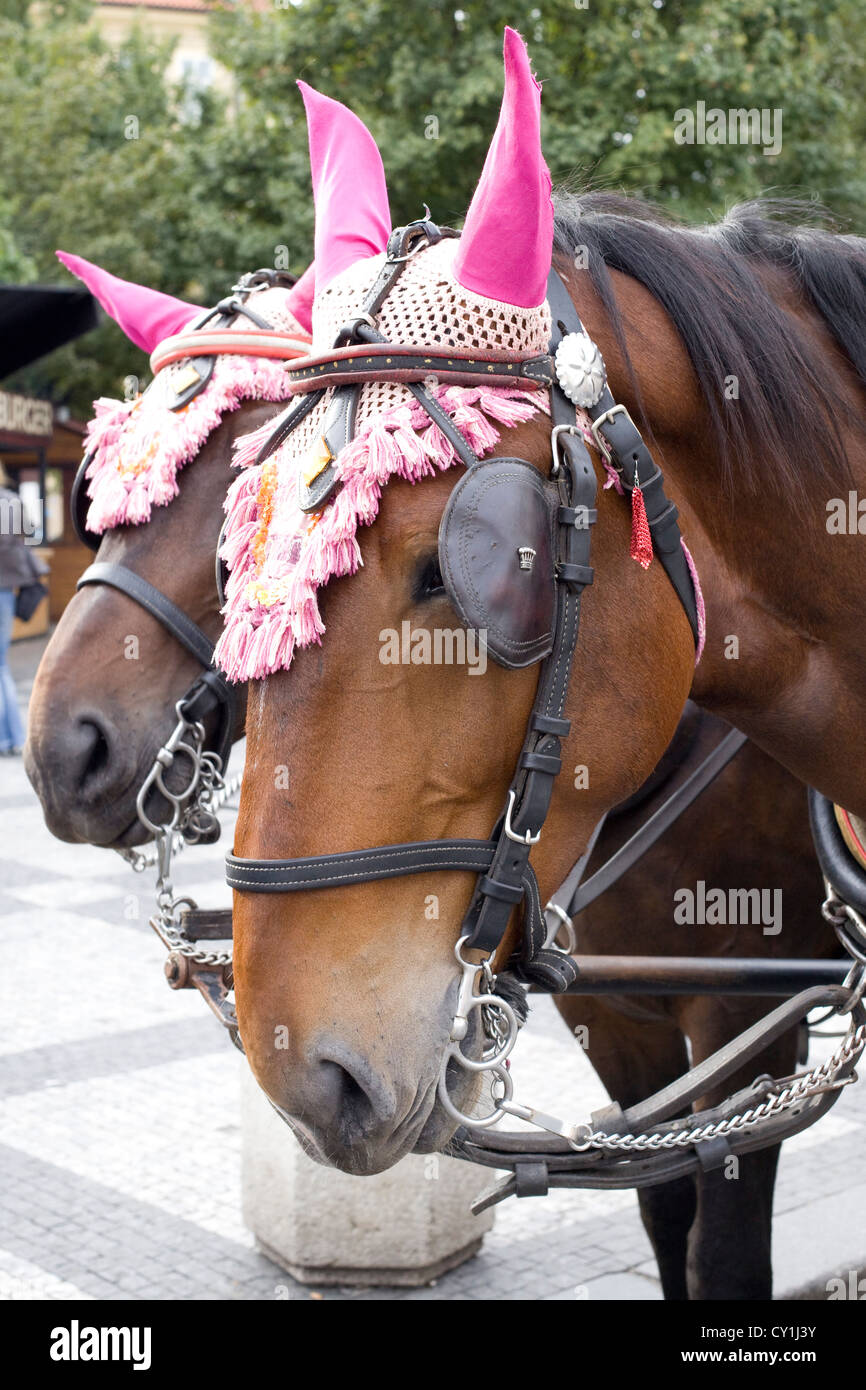 Pferd in Old Town Square Prag Equus Ferus caballus Stockfoto