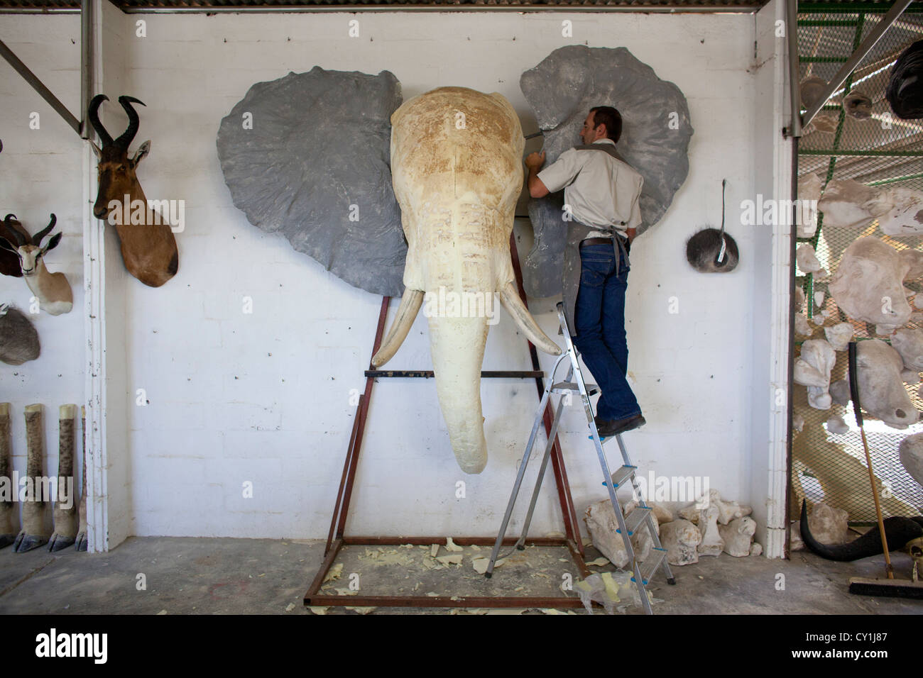 Präparatoren. Jäger aus den USA und Deutschland Wildtiere zu schießen und Dinge, die es als Trophäe Präparatoren-Workshop in Namibia. Stockfoto