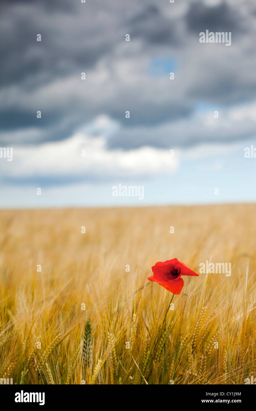 Mohn in einem Feld von Weizen Stockfoto