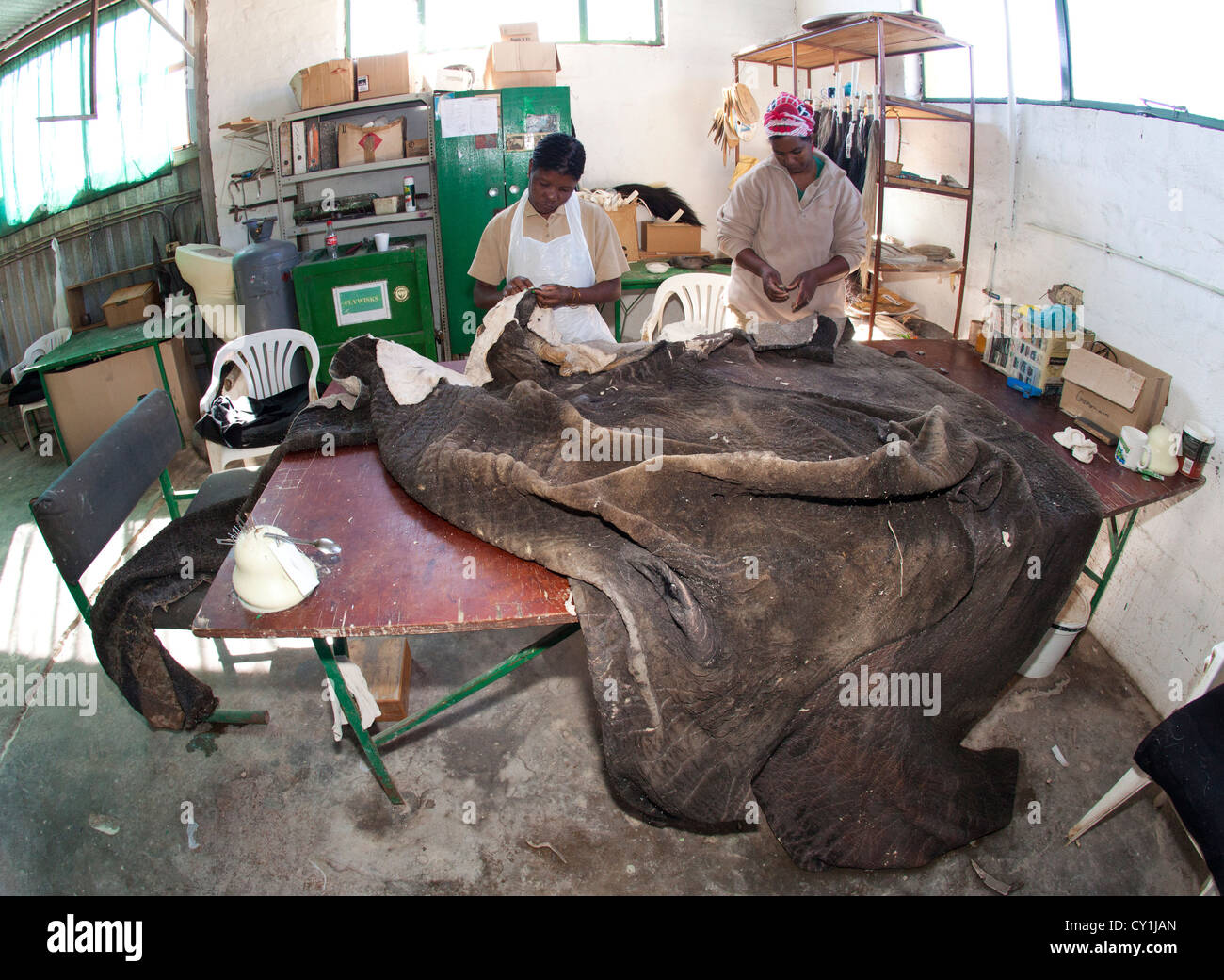 Präparatoren. Jäger aus den USA und Deutschland Wildtiere zu schießen und Dinge, die es als Trophäe Präparatoren-Workshop in Namibia. Stockfoto