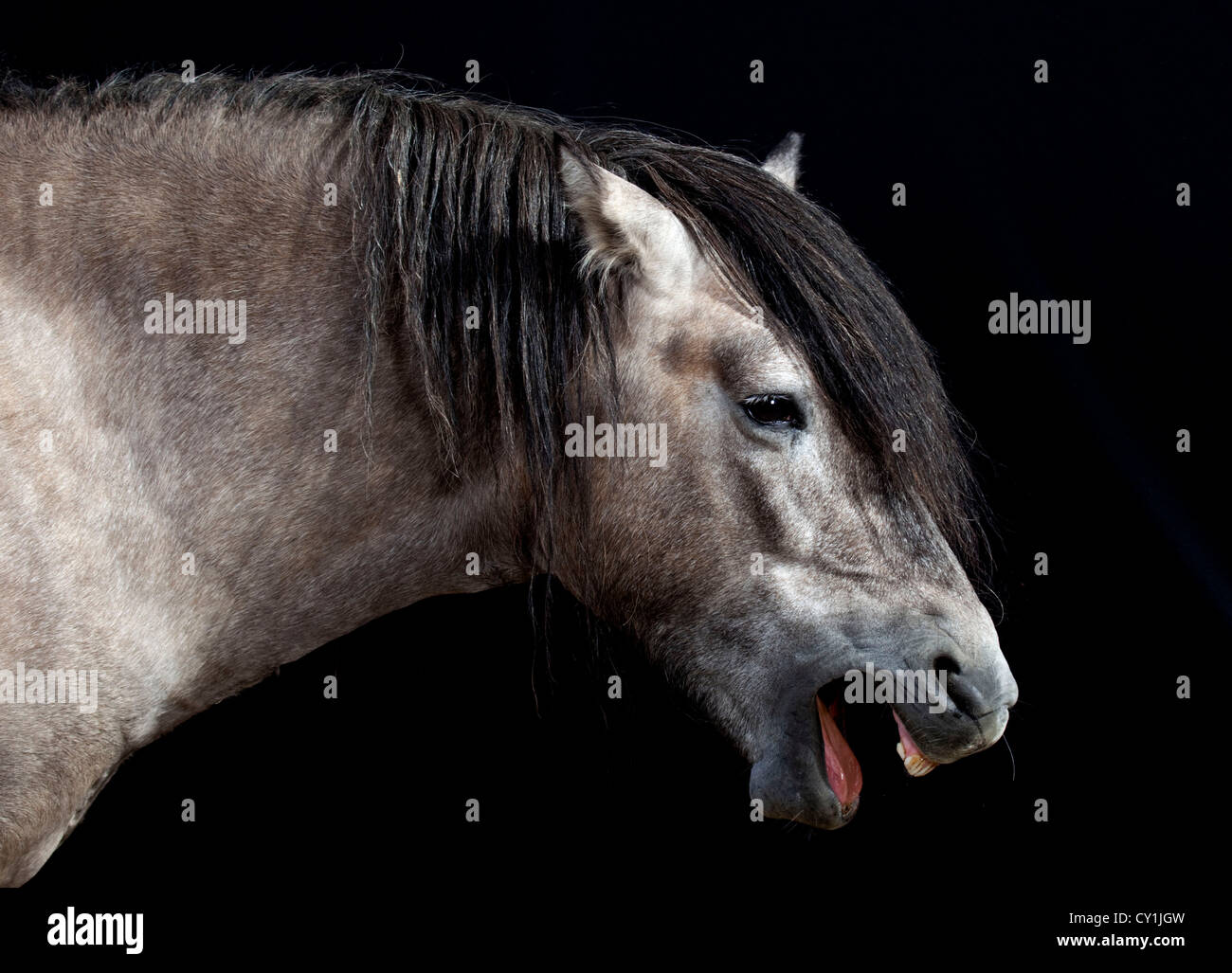 schottische Pony lachen Stockfoto
