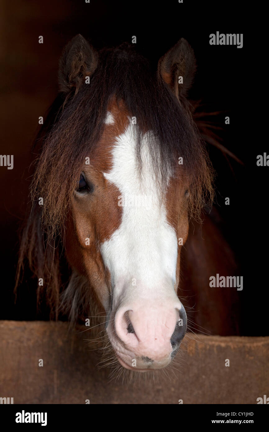 Welsh Pony im stabilen Blick Stockfoto