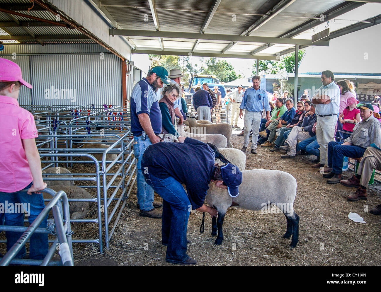 Schafe, die gemessen am jährlichen Wettbewerb ländlichen fair Clunes Show in Clunes, Victoria, Australien. Stockfoto