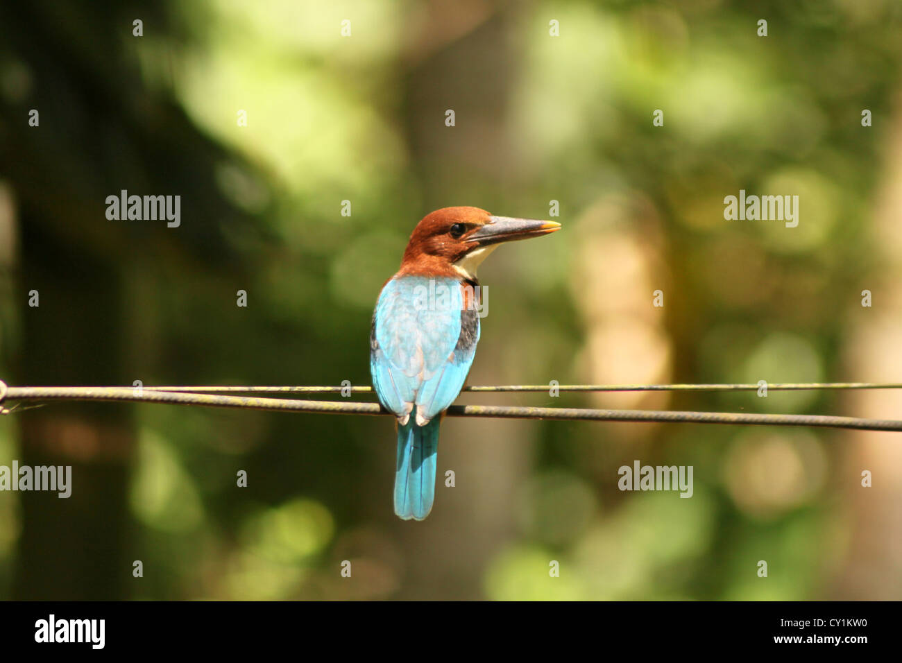 Weiße-throated Kingfisher Halcyon Smyrnensis weißes-breasted Kingfisher Smyrna Kingfisher Stockfoto