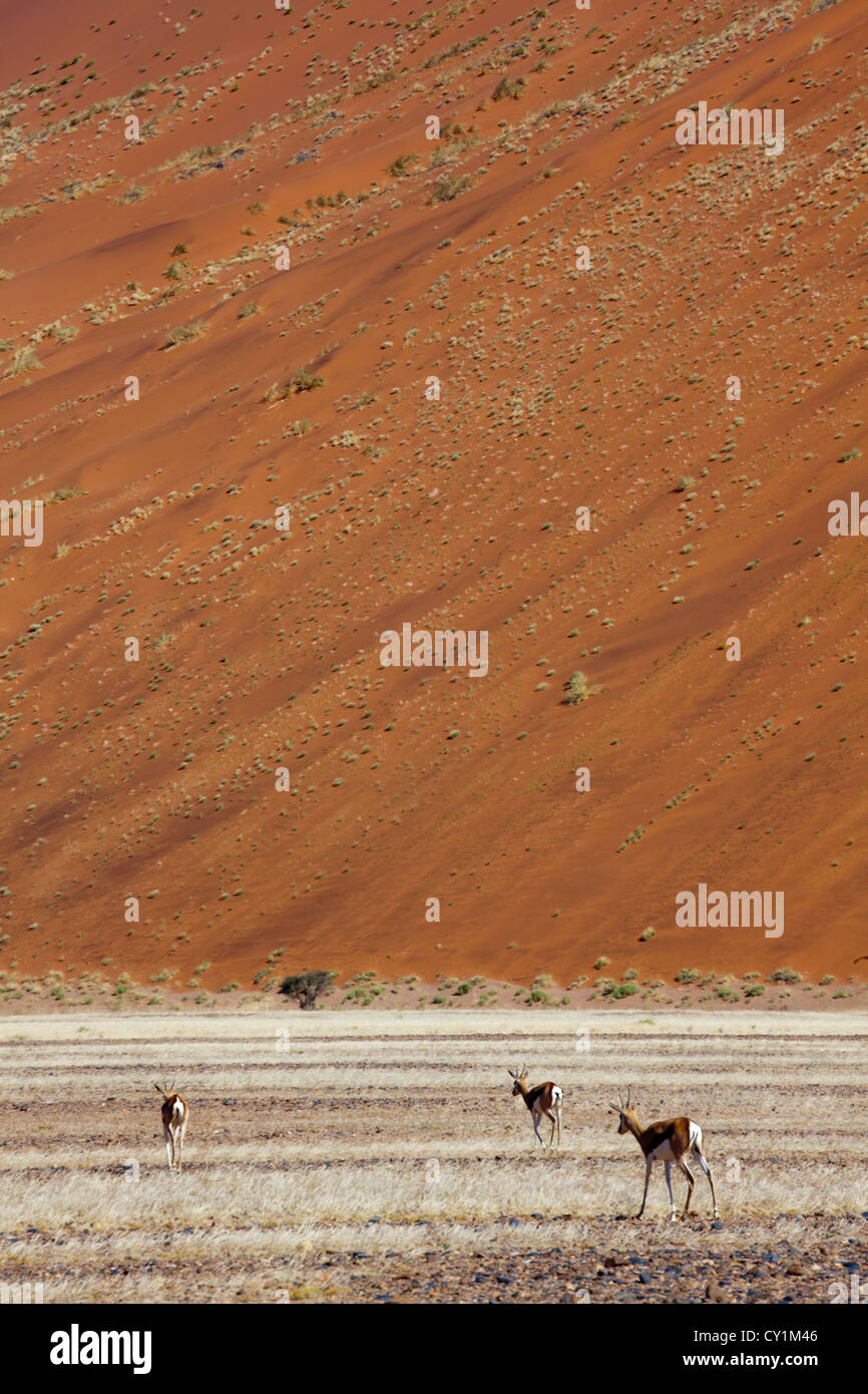 (dead-Tal) Sossusvlei im Namib-Naukluft Park, Namibia Stockfoto