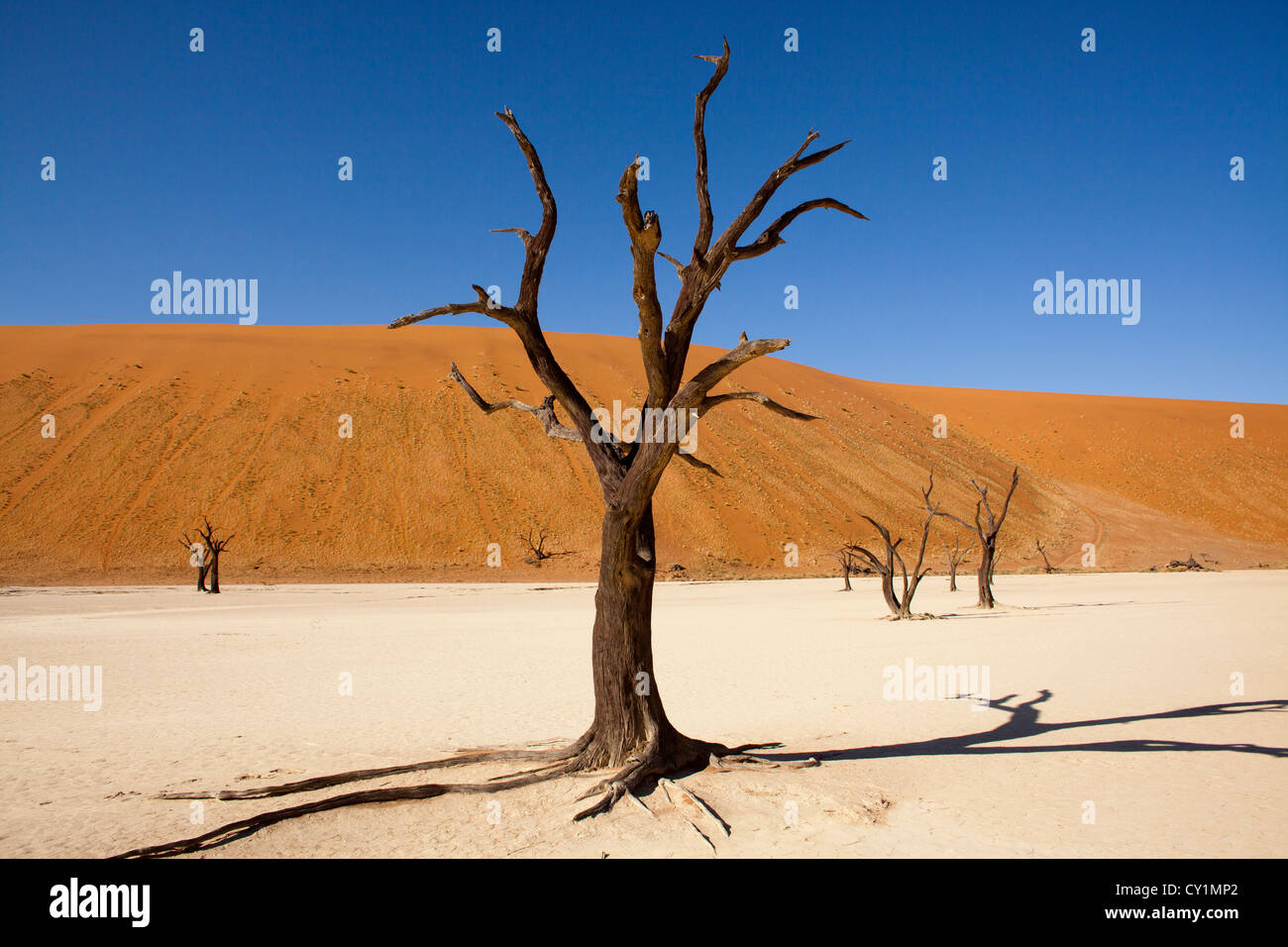 (dead-Tal) Sossusvlei im Namib-Naukluft Park, Namibia Stockfoto