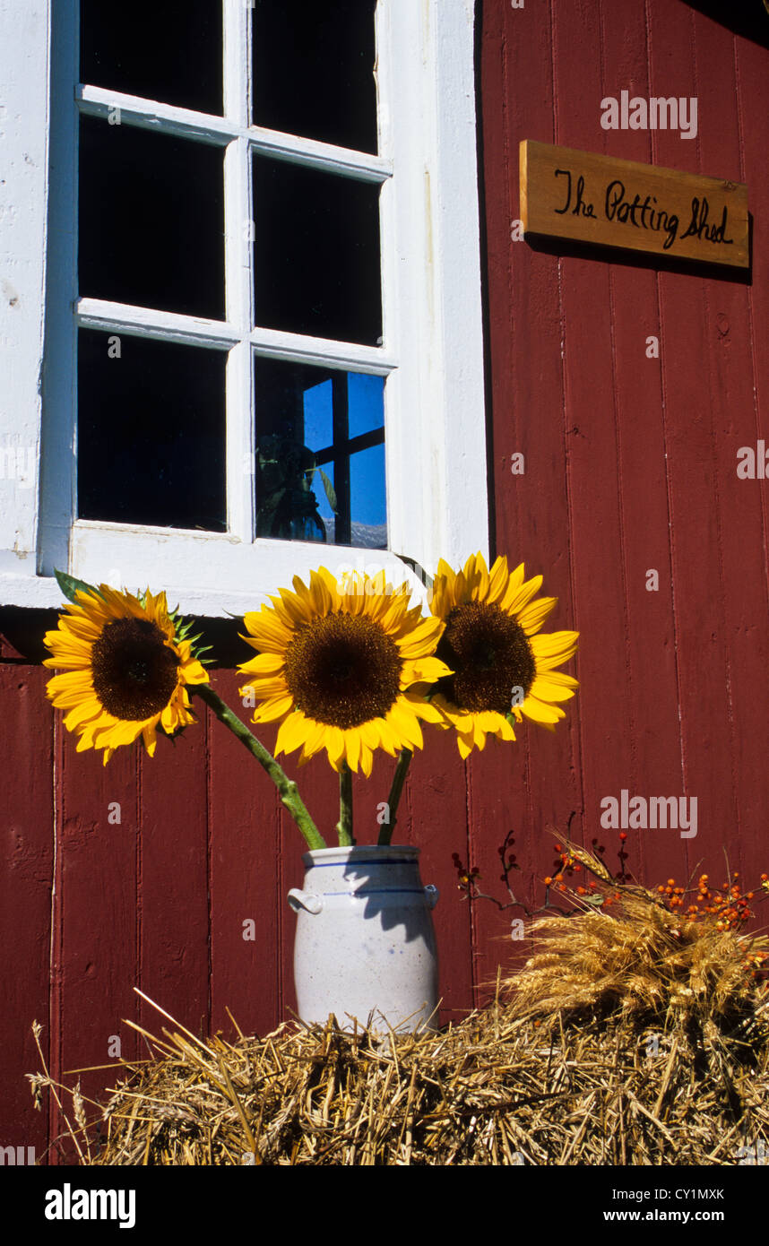 Fenster schließen bis Herbst Sonnenblumen, vintage Crock, bunt rot Vintage Gartenhaus Fenster in Monroe County, New Jersey, USA, Blumen vase Stockfoto