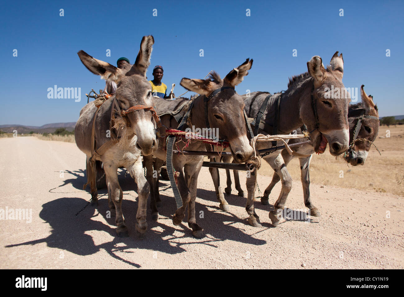 Eselskarren in Namibia Stockfoto