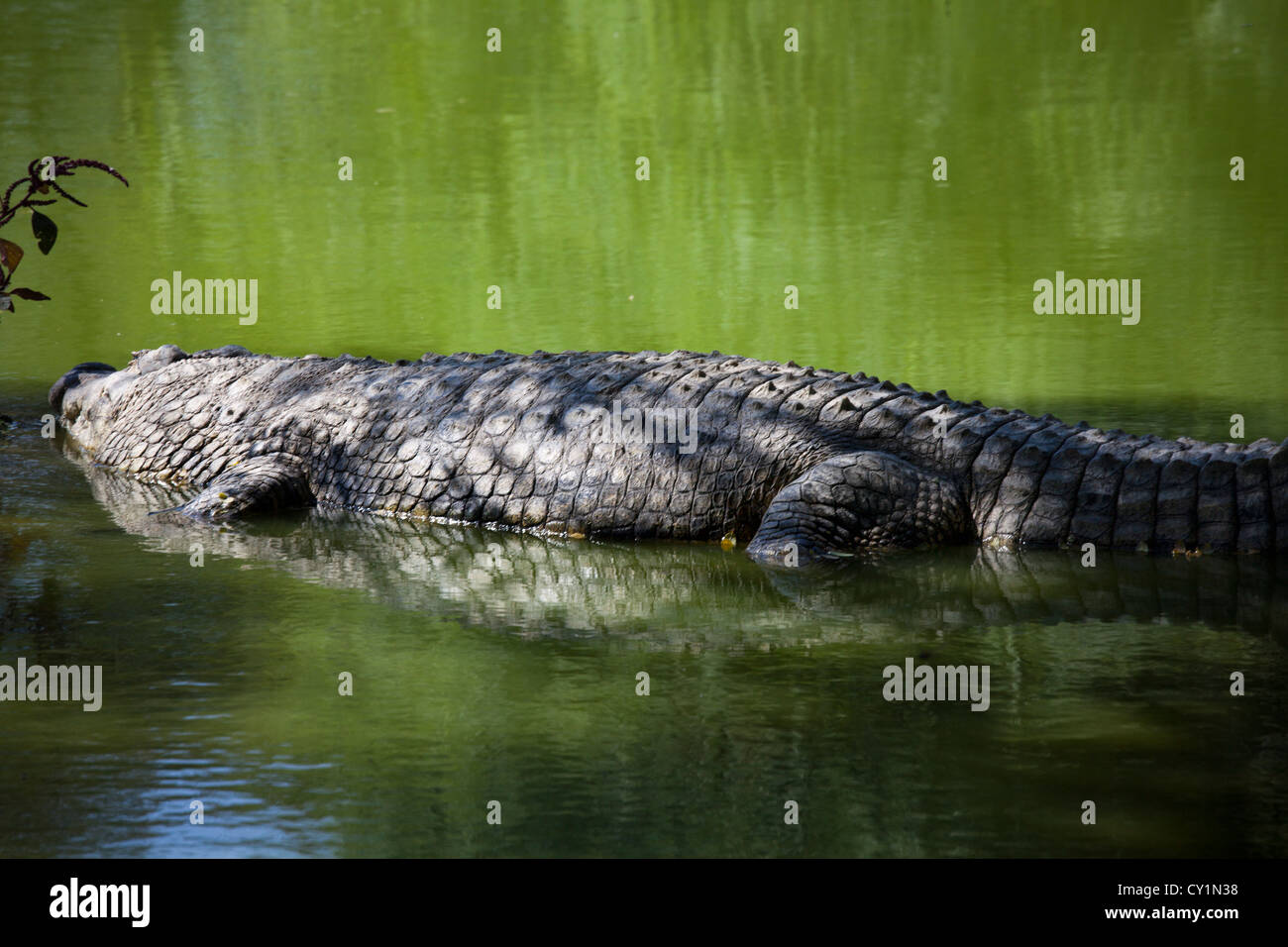 Crocodil Zucht in Otjiwarongo, namibia Stockfoto