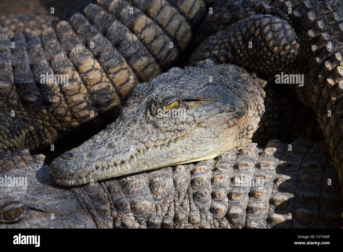 Crocodil Zucht in Otjiwarongo, namibia Stockfoto