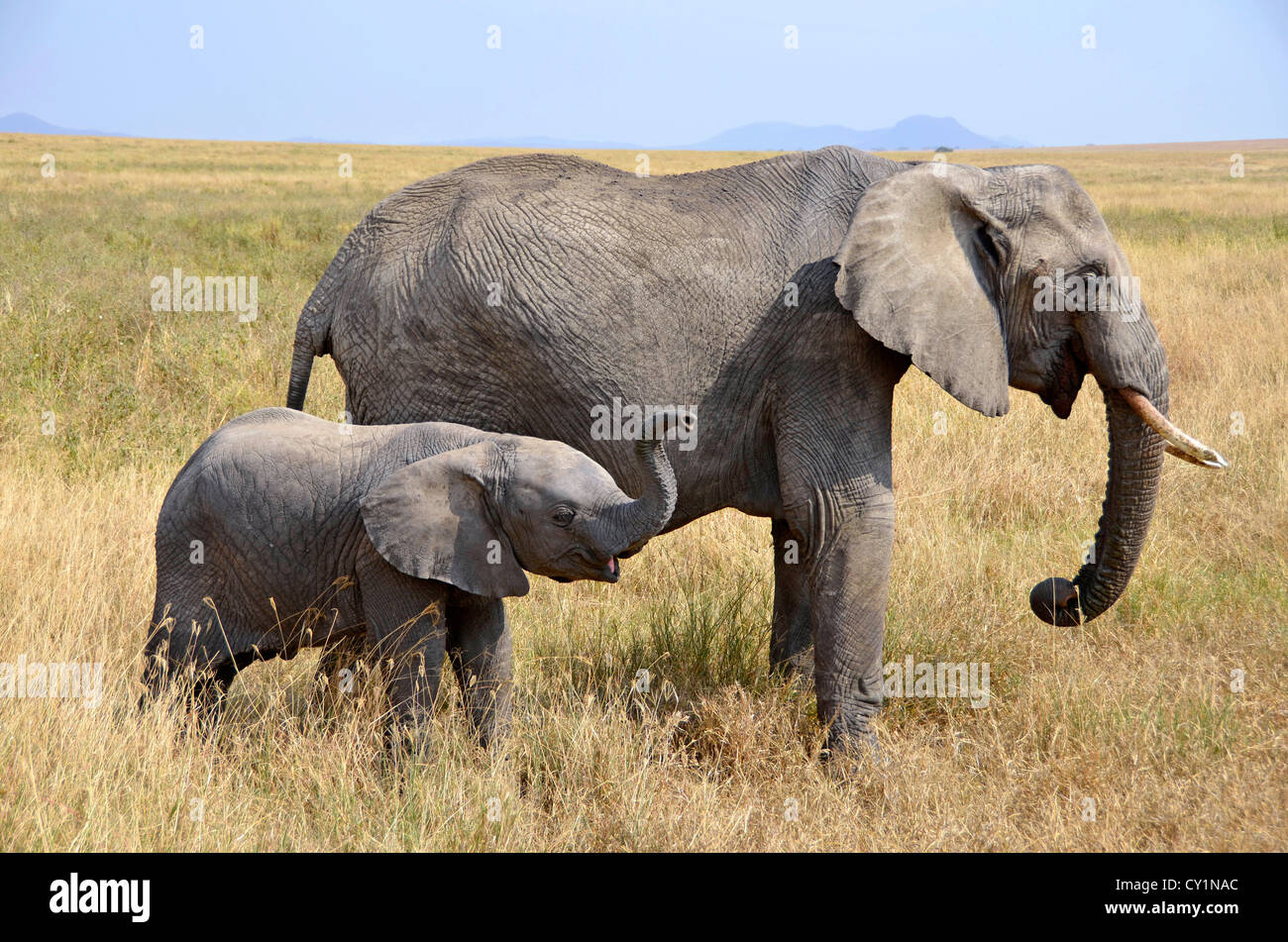 Baby-Elefant mit Mutter im trocknen Grass auf Safari in der Serengeti National Park Stockfoto