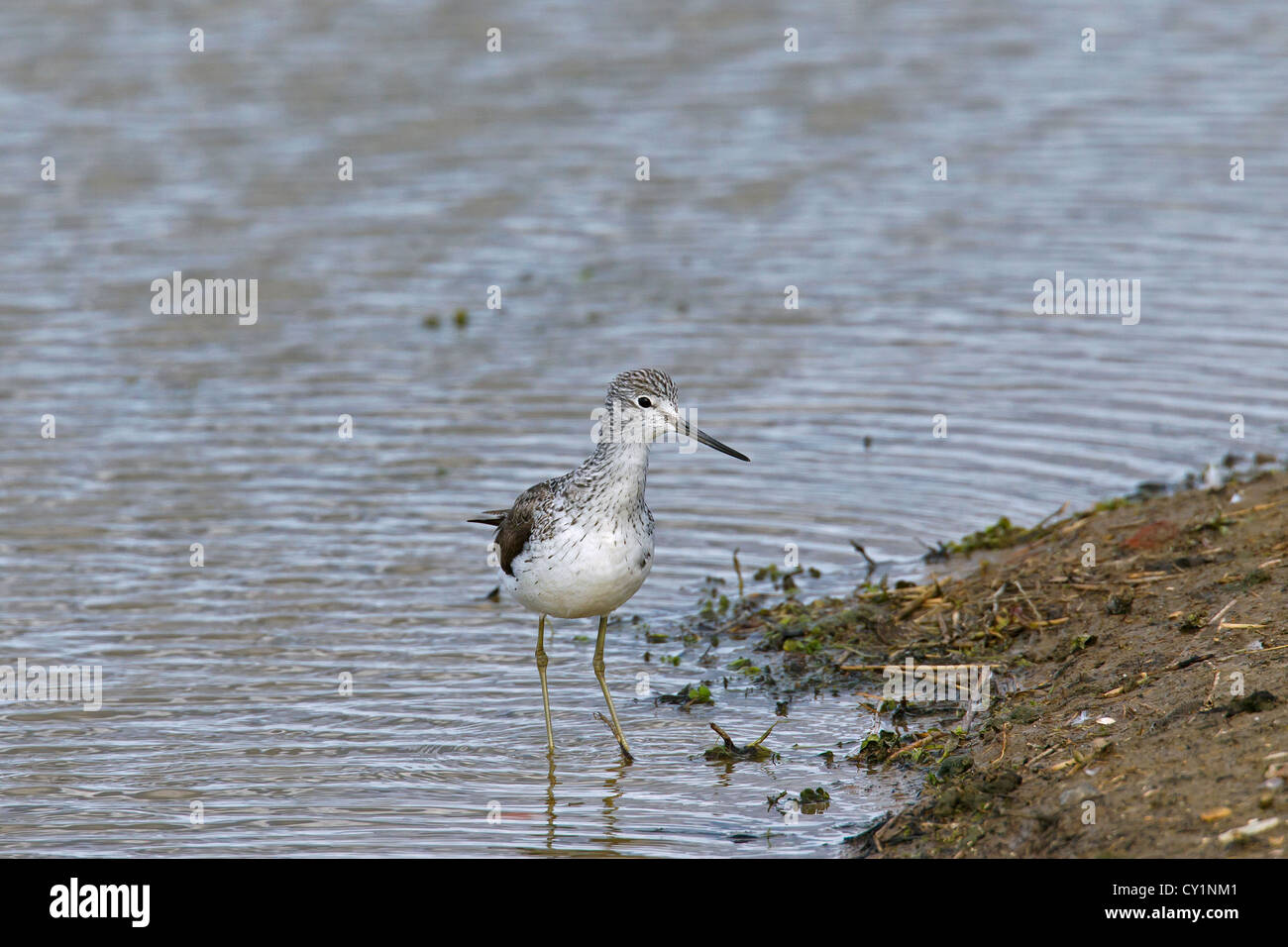 Gemeinsamen Grünschenkel (Tringa Nebularia) auf Nahrungssuche Seeufer, Deutschland Stockfoto