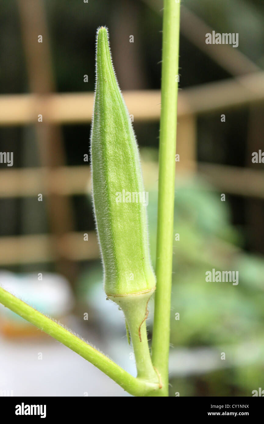 Lady Finger oder gumbo Stockfoto