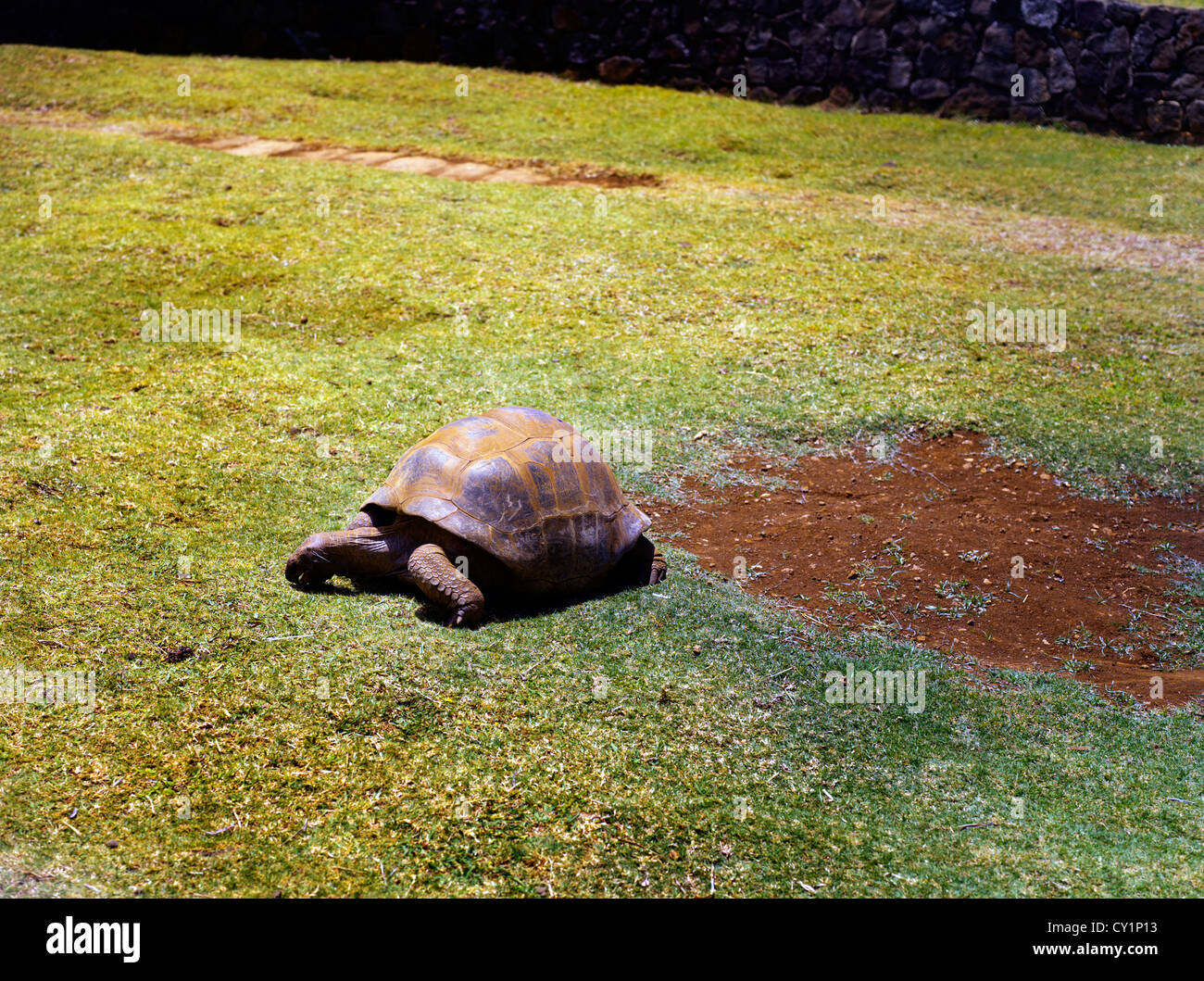 Pamplemousses Mauritius Riesenschildkröten am Sir Seewoosagur Ramgoolam Royal Botanical Gardens Stockfoto