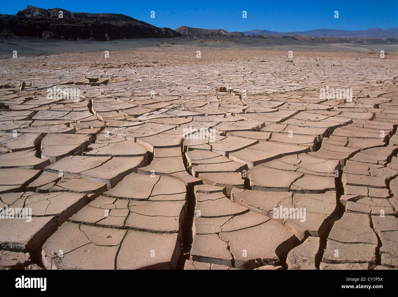 Rissigen Boden, Dürre. Atacama-Wüste, Chile, Südamerika. Stockfoto