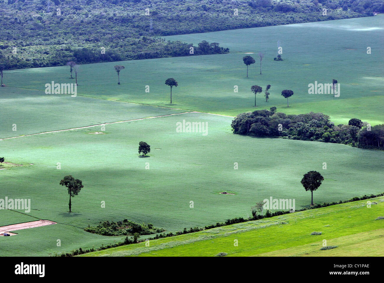 Die Sojaplantage greift auf einen noch existierenden Streifen des Amazonaswaldes ein und treibt die Entwaldung voran, die den Lebensraum zerteilt und ehrwürdige Paranussbäume isoliert. Stockfoto