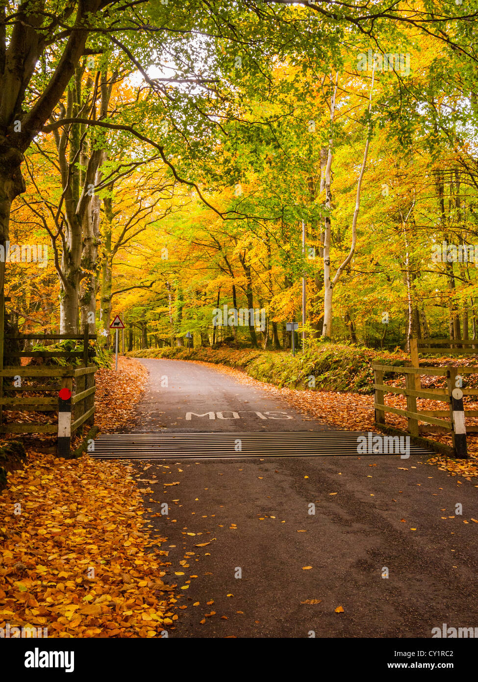 Landstraße durch herbstliche Wälder auf Horner Hill, Exmoor National Park, Somerset, England Stockfoto