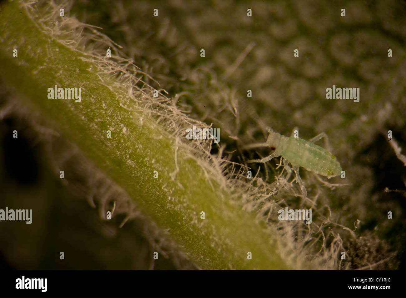 Kriechende insekten -Fotos und -Bildmaterial in hoher Auflsung  Alamy