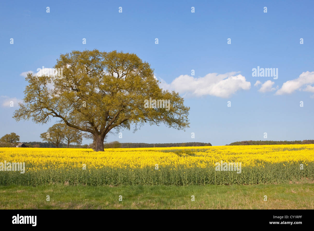 Ein Frühling Landschaft mit einer Eiche wächst in einem Feld von gelben Raps oder Raps Blumen unter blauem Himmel Stockfoto
