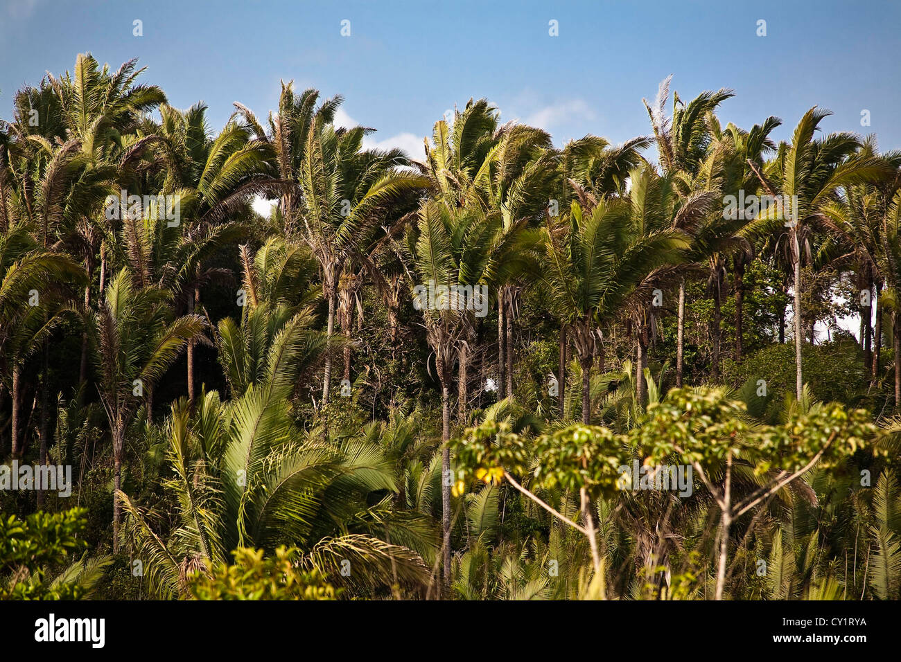 Babaçu Bäume, Bundesstaat Maranhão, Brasilien. Stockfoto