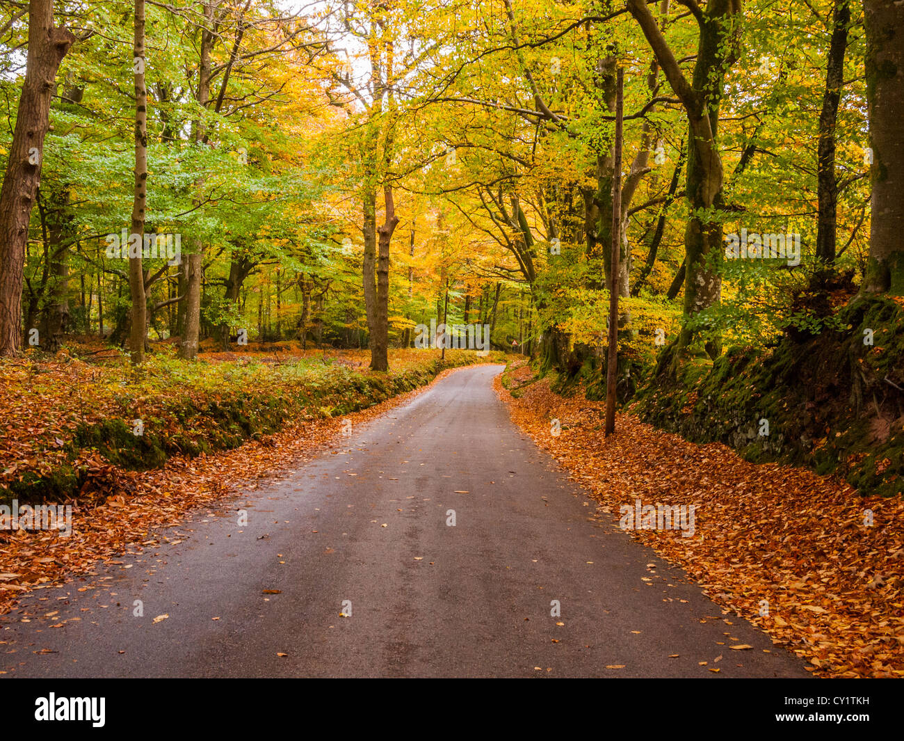 Landstraße durch herbstliche Wälder auf Horner Hill, Exmoor National Park, Somerset, England Stockfoto