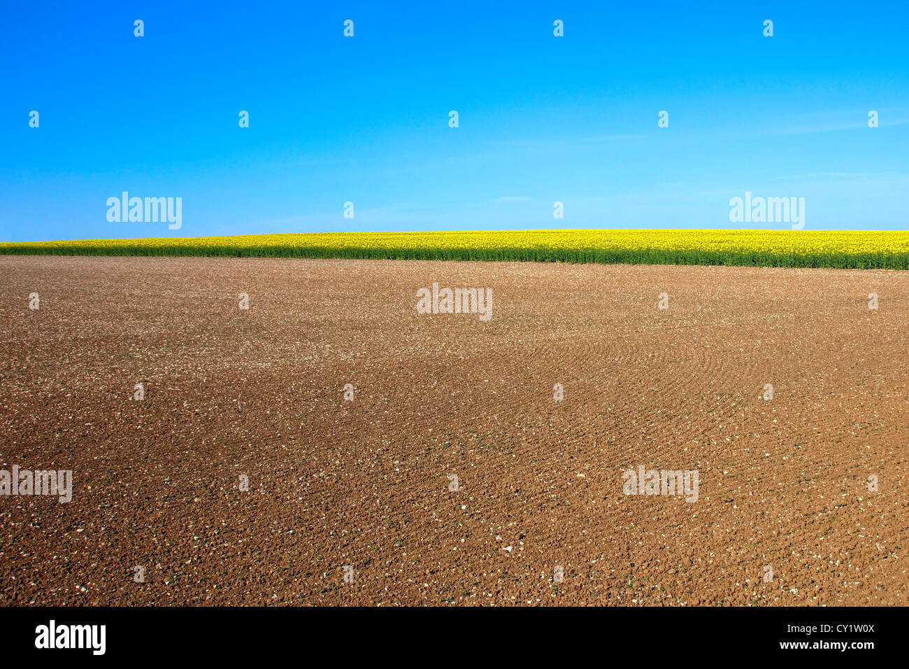 gepflügten Boden auf einem Hügel mit einem Feld von gelben Raps oder Raps am Horizont unter strahlend blauem Himmel im Frühling Stockfoto