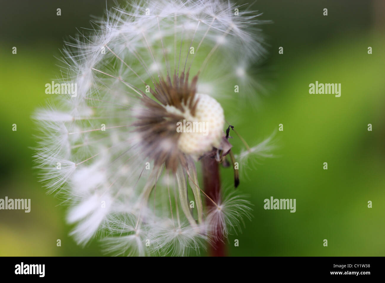 schöne Blume Makro erschossen im freien Rasen Hintergrund, photoarkive Stockfoto
