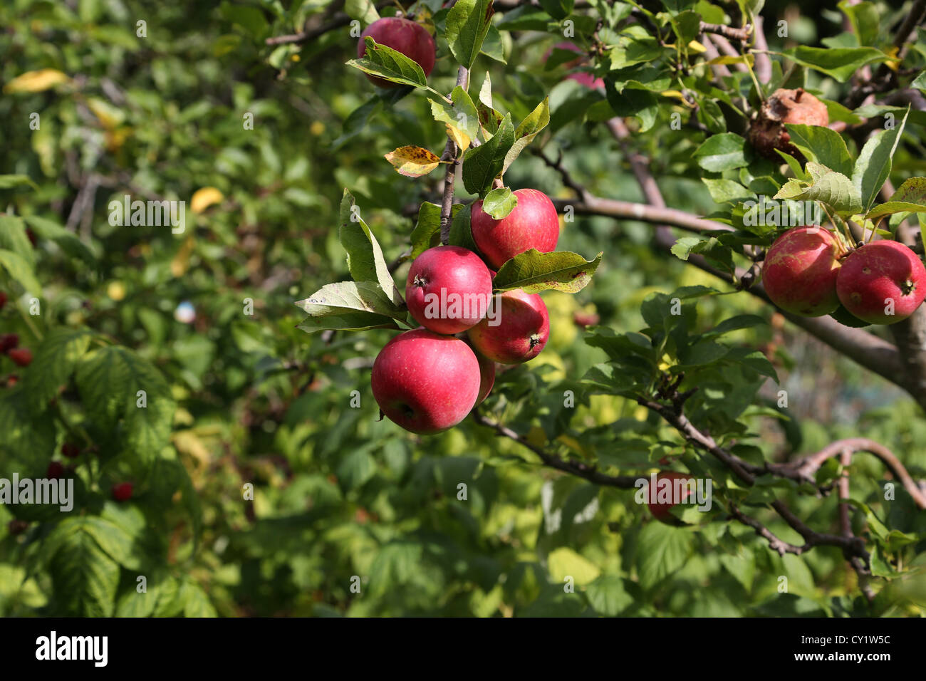 Rote Bio-Äpfel am Baum mit einem faulen Apfel wächst Stockfoto