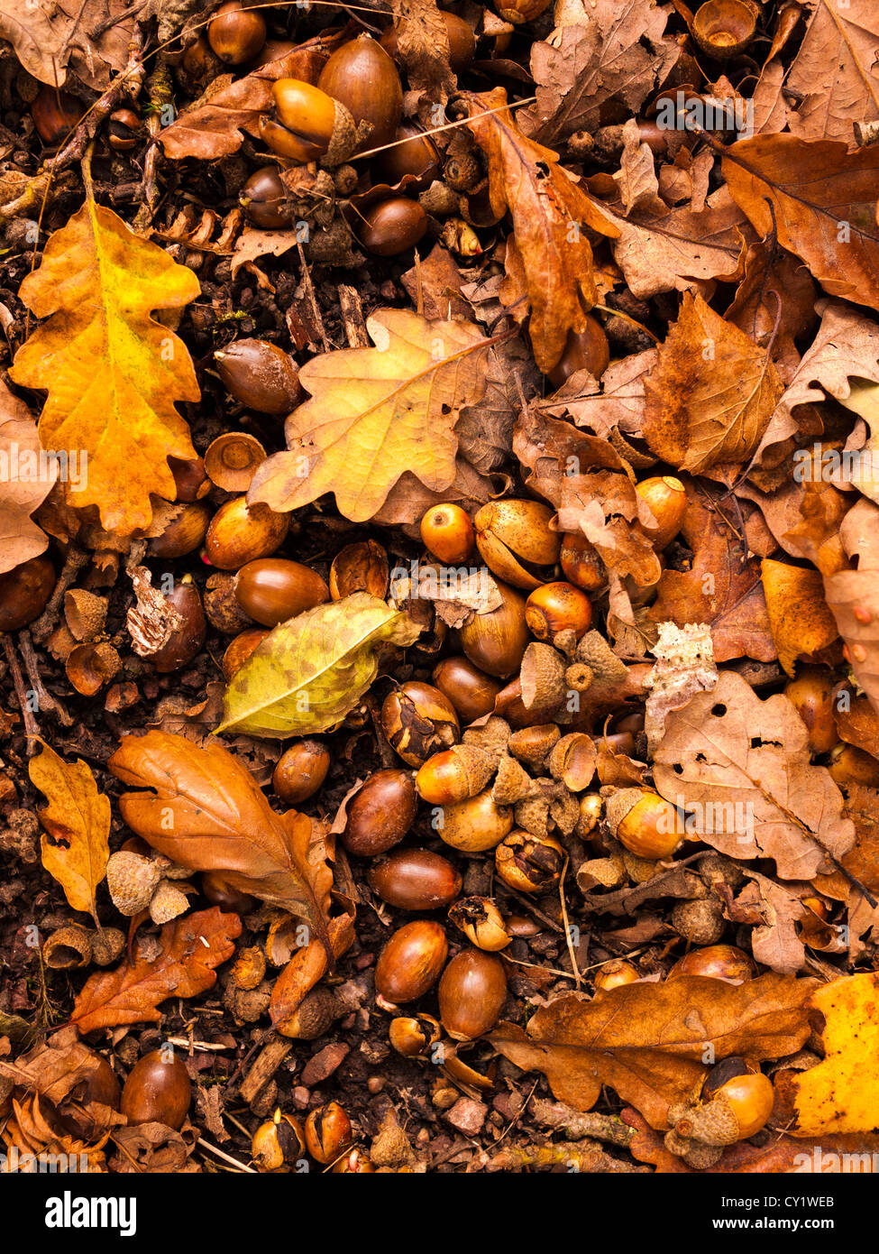 Eicheln und Eiche Blätter im Herbst auf dem Waldboden. Stockfoto
