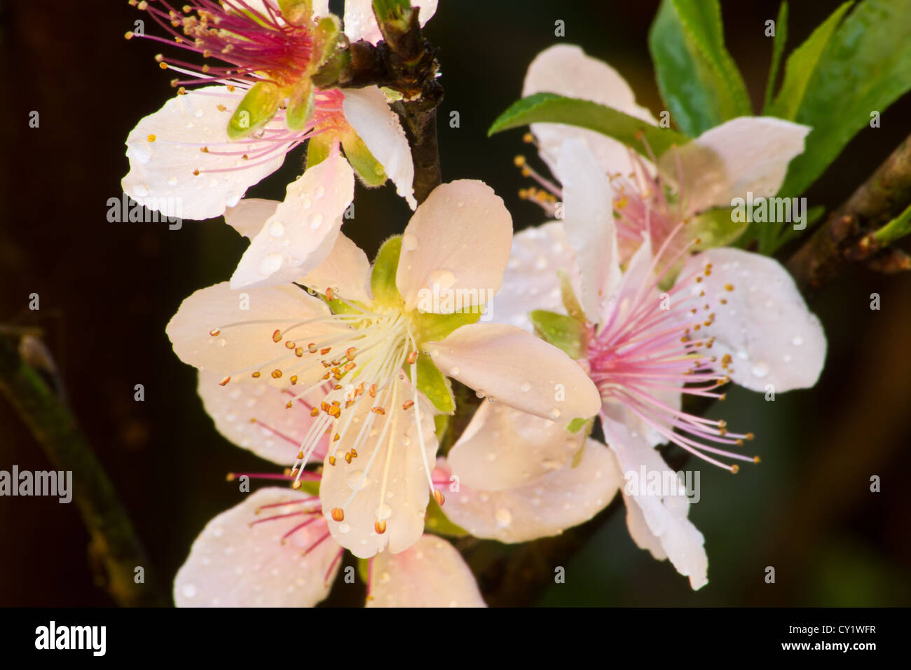 Pfirsich (Prunus Persica) Blüten und Tröpfchen Stockfoto