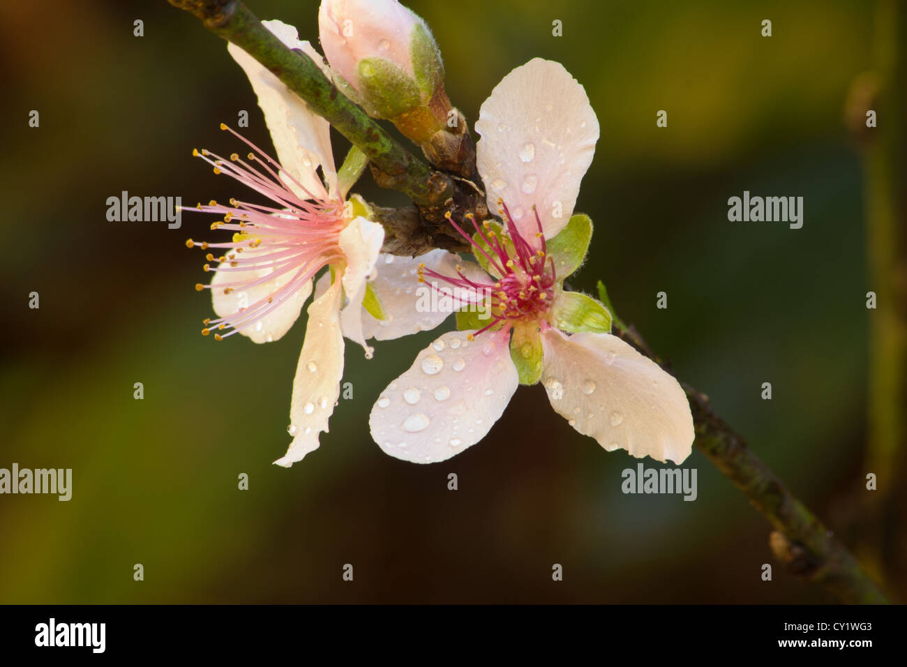 Pfirsich (Prunus Persica) Blüten und Tröpfchen Stockfoto