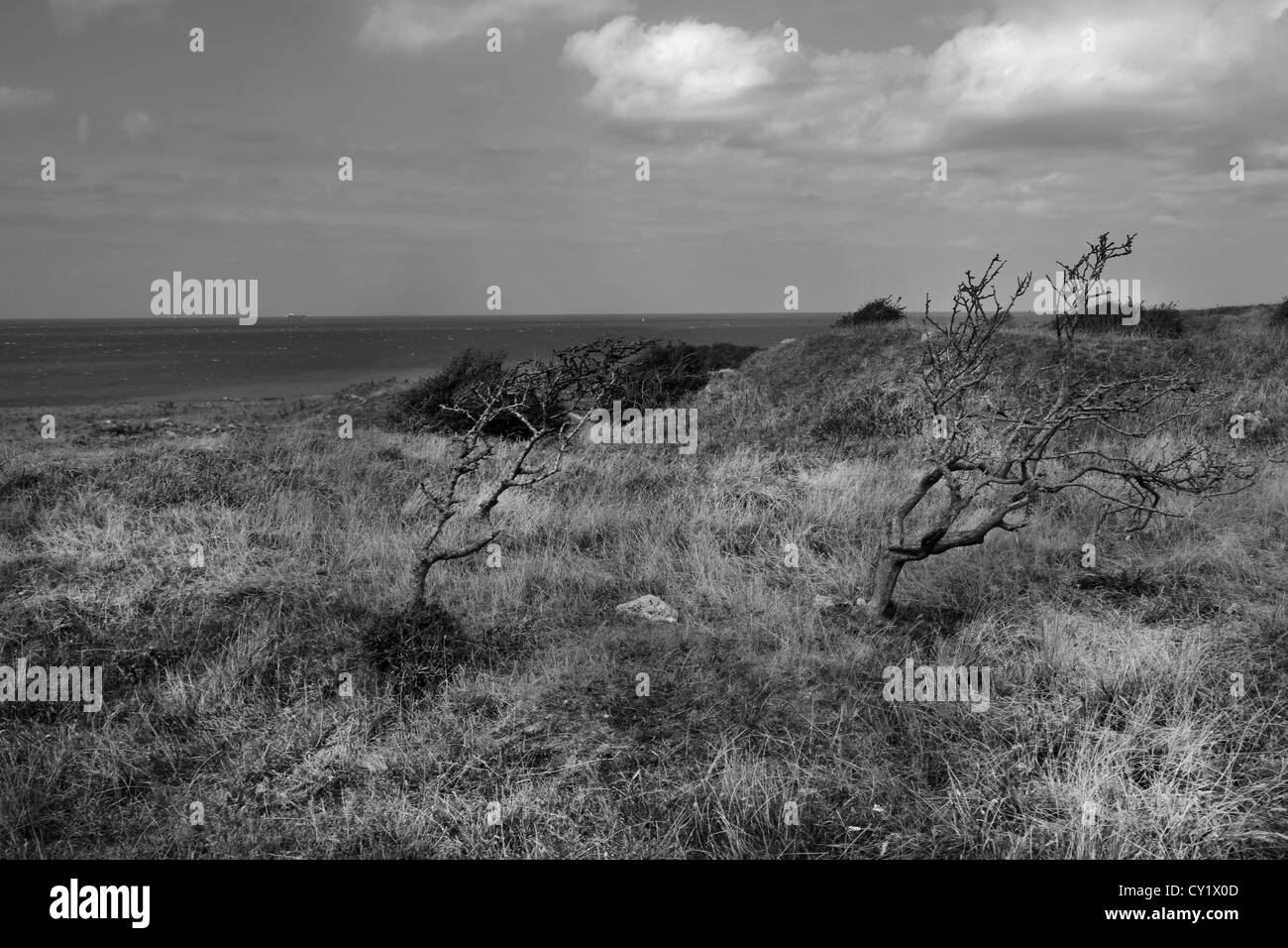 Cap Gris Nez Côte Opale Pas De Calais Frankreich Bäume an Küste Stockfoto