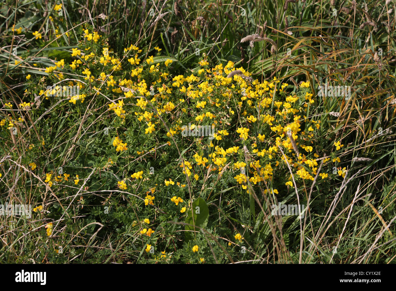 Cap Gris Nez Côte Opale Pas De Calais Frankreich Ginster Stockfoto