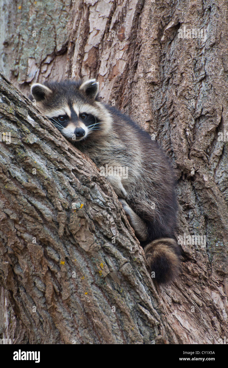 Ein gemeinsames Waschbär hoch in einem Baum. Stockfoto