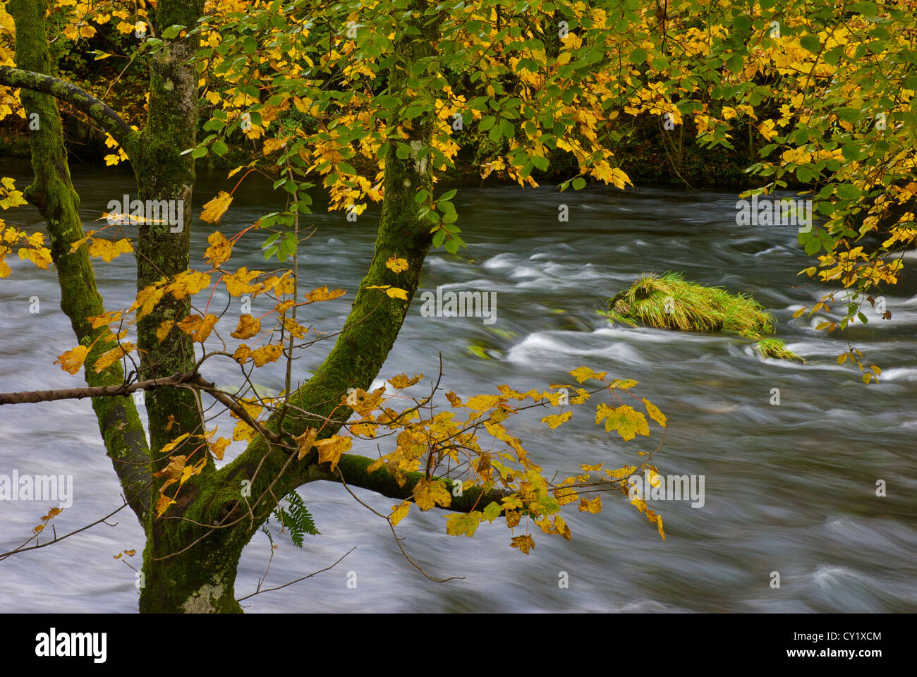 Fluß Brathay in der Nähe von Ambleside, Nationalpark Lake District, Cumbria, England UK Stockfoto