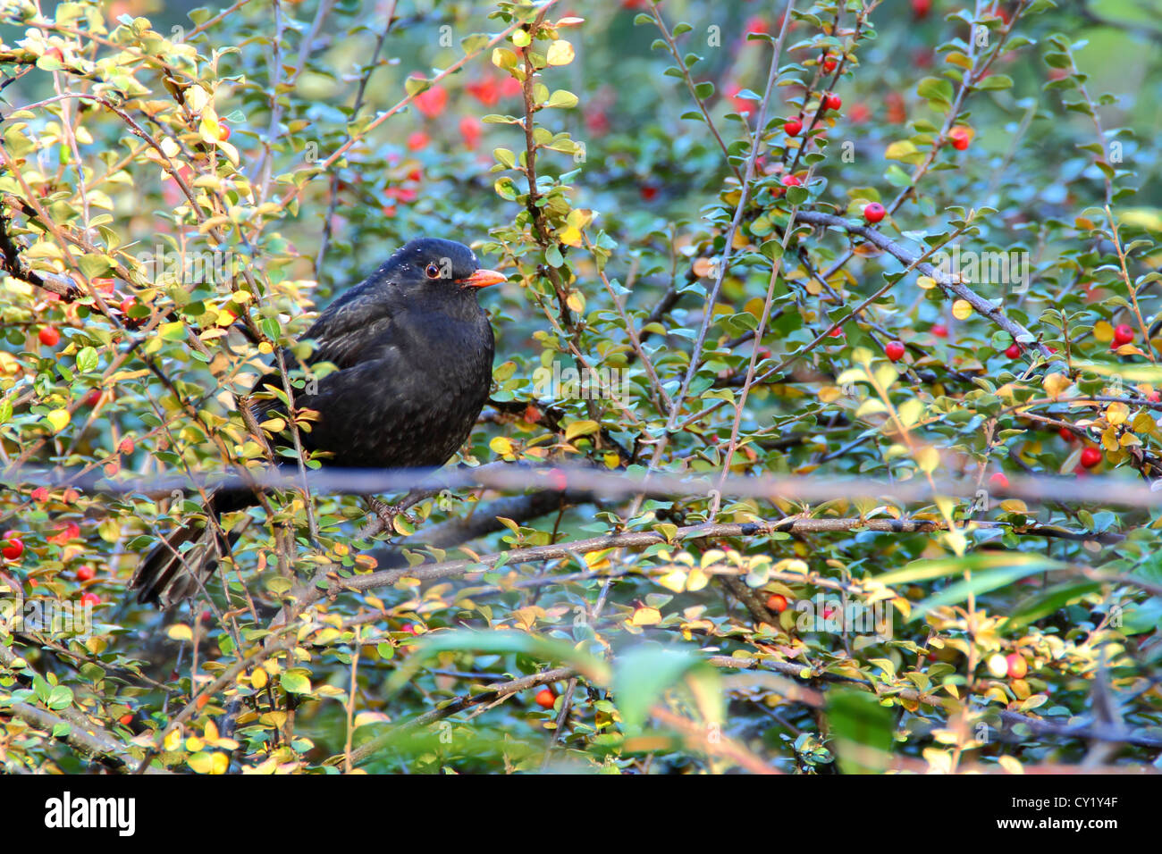 gemeinsamen Amsel männlich stehend auf einem Zweig der Weißdorn Stockfoto