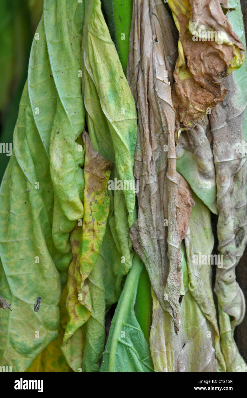 Tabak: Nicotiana Tabacum. Blätter trocknen. Botanischer Garten. Eden Project in Cornwall, England Stockfoto