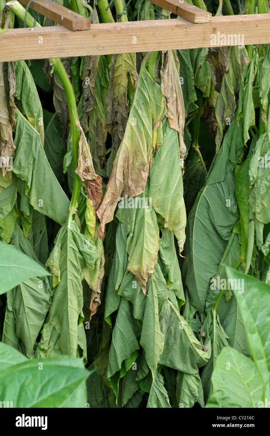 Tabak: Nicotiana Tabacum. Blätter trocknen. Botanischer Garten. Eden Project in Cornwall, England Stockfoto