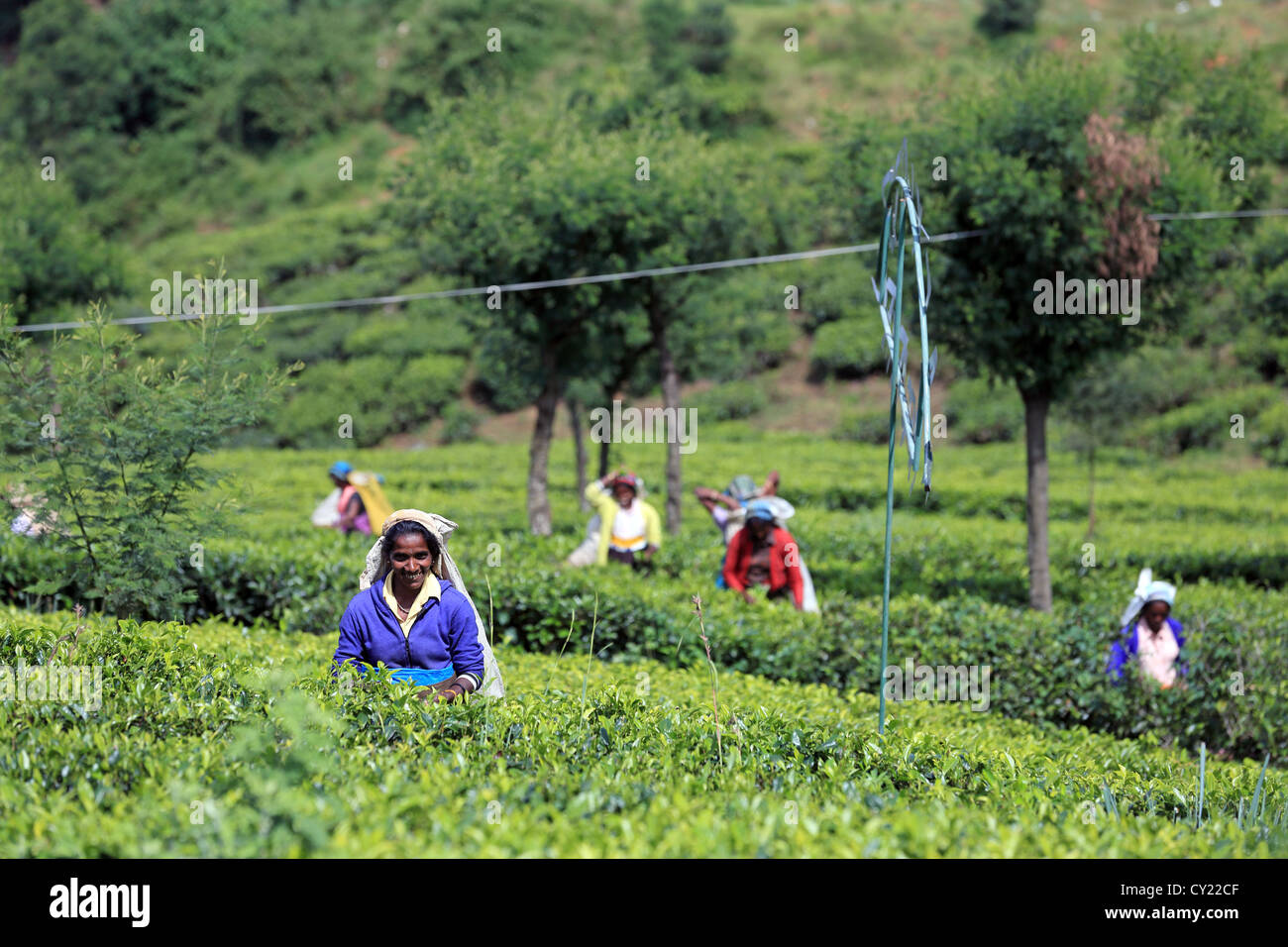 Sri Lanka Frauen Tee auf einer Teeplantage in der Nähe von Nuwara Eliya im Hochland Sri Lankas. Stockfoto