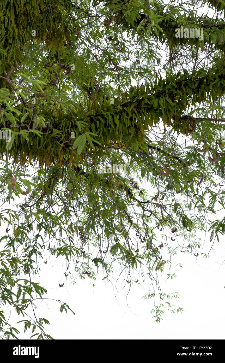 Pyrrosia am großen Baum, isoliert auf weißem Hintergrund. Stockfoto