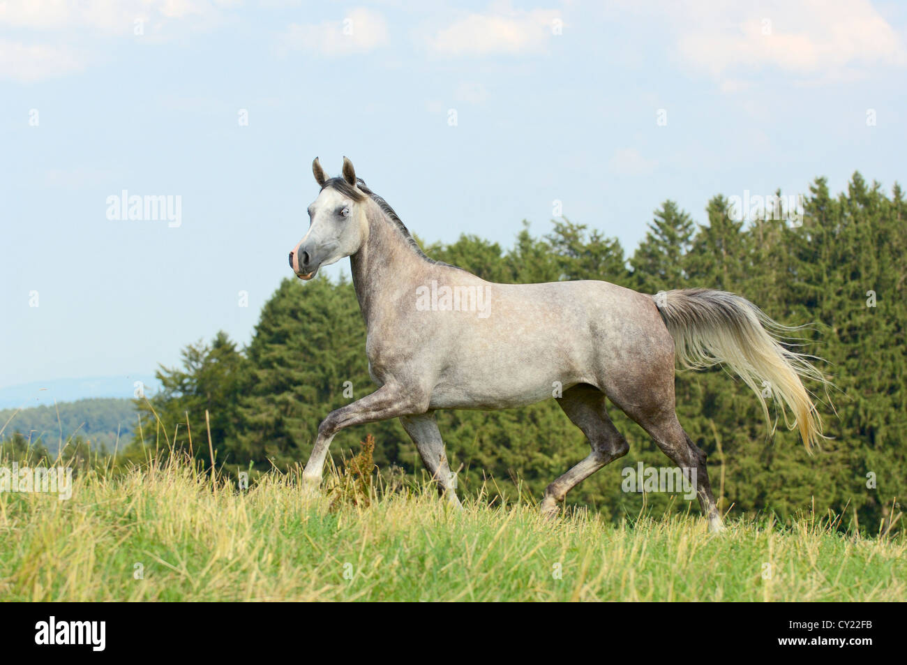 Arabische Pferd im Trab Stockfoto