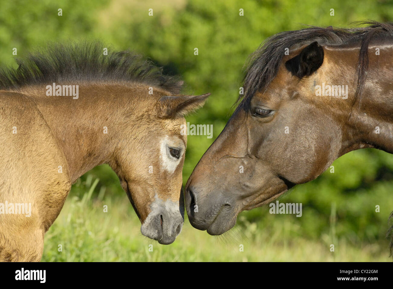 Connemara Pony Fohlen und Stute Stockfoto